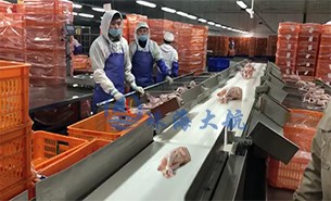 白條雞分揀機(jī)、整鴨分選機(jī)高效取代人工分揀，比人工快5倍