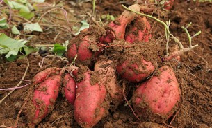 紅薯重量配重機 - 精準多頭組合秤技術(shù)