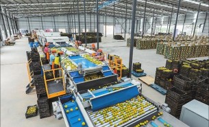 探索自動檢重秤在水果重量分選中的卓越應(yīng)用
