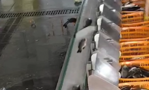 探索自動檢重秤在冷凍魚與活魚重量分選中的卓越應(yīng)用